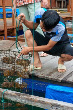 Ha Long Bay, Vietnam-29 Kasım 2014:Pearl çiftlik Halong Bay, Vietnam UNESCO Dünya Miras Listesi