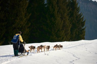 Sporcu ezme köpek kızağı güneşli bir günde ishal üstünde kar kış rekabet yarışı Tusnad, Romanya