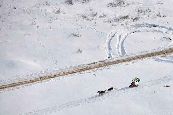 在罗马尼亚托斯纳德举行的冬季比赛中 运动员穆斯林在一个阳光明媚的日子里在雪上跑狗雪橇 — 图库照片