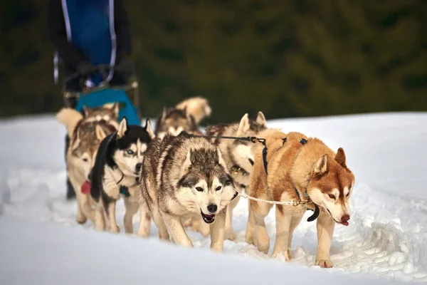 TUSNAD, RUMANIA - 02 de febrero de 2019: Participantes no identificados — Foto de Stock