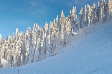 Kış sezon, dağ manzarası Poiana Brasov, Transilvanya, Romanya karla kaplı çam ormanı
