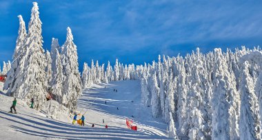 Kış sezon, dağ manzarası Poiana Brasov, Transilvanya, Romanya karla kaplı çam ormanı