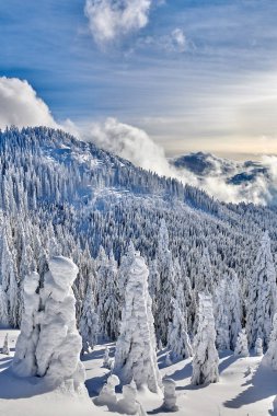 Kış sezon, dağ manzarası Poiana Brasov, Transilvanya, Romanya karla kaplı çam ormanı