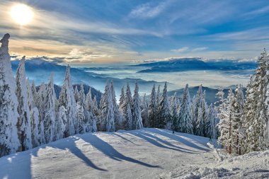 Kış sezon, dağ manzarası Poiana Brasov, Transilvanya, Romanya karla kaplı çam ormanı