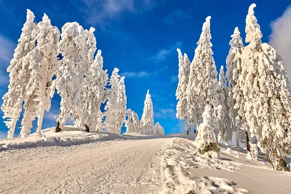 Bosque Pinos Cubierto Nieve Temporada Invierno Paisaje Montaña Poiana Brasov —  Fotos de Stock