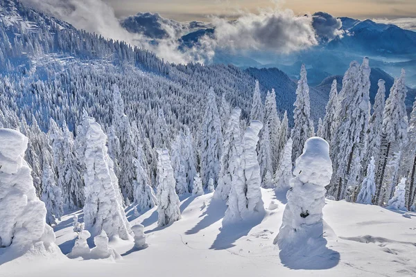 Floresta Pinheiro Coberta Neve Temporada Inverno Paisagem Montanha Poiana Brasov — Fotografia de Stock