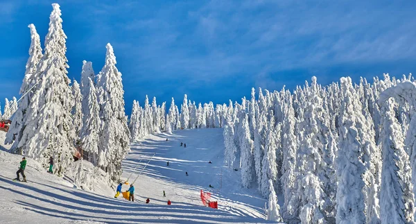 Pine Forest Covered Snow Winter Season Mountain Landscape Poiana Brasov — Stock Photo, Image