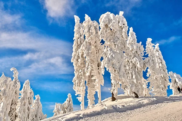 Pistas Esquí Con Bosque Cubierto Nieve Temporada Invierno Poiana Brasov —  Fotos de Stock