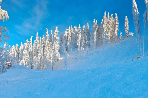 Pine Forest Covered Snow Winter Season Mountain Landscape Poiana Brasov Royalty Free Stock Photos