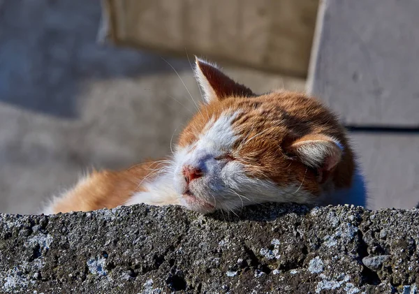 Beau Portrait Chat Assis Soleil Sur Mur — Photo