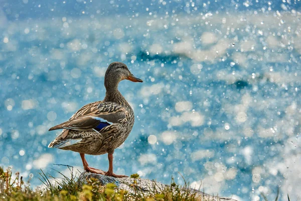 Kachní Stát Vedle Rybník Nebo Jezero Pozadím Bokeh — Stock fotografie