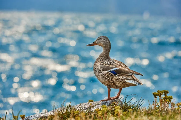 Entenstand Neben Einem Teich Oder See Mit Bokeh Hintergrund — Stockfoto