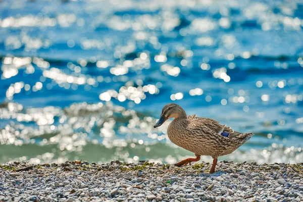 Entenstand Neben Einem Teich Oder See Mit Bokeh Hintergrund — Stockfoto