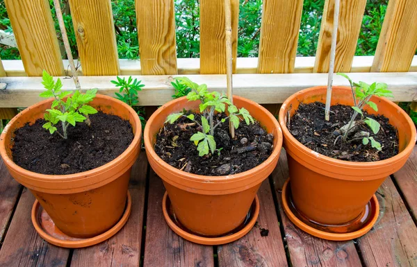 Three terracotta garden pots with cultivated young tomato plants, on a wooden terrace outdoors.