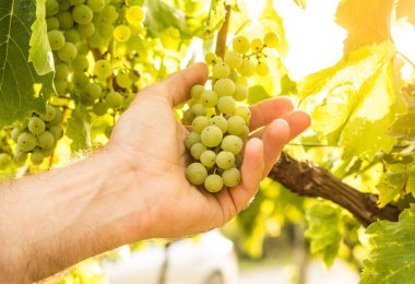 Bağ - çiftçinin elinde beyaz üzüm - kapatın. Tarım ya da bahçe - ülke açık sahne, sıcak gün batımı ışık.
