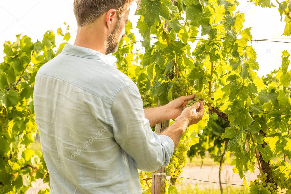 Farmer controls white grapes on a vineyard. Agriculture or gardening - country outdoor scenery, warm sunset light.