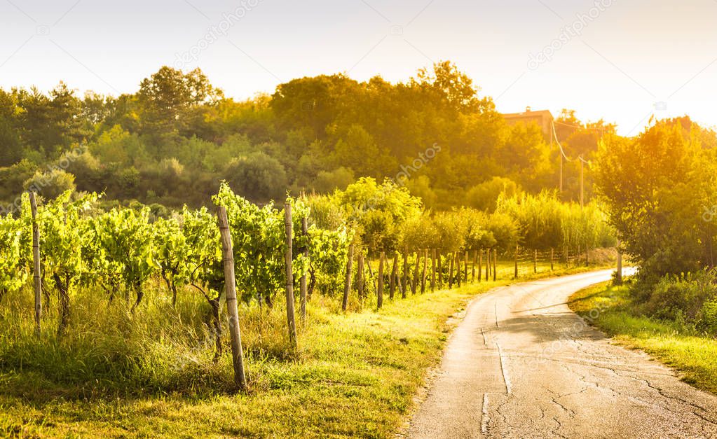 Vineyard by the road, warm sunset light - agriculture. Peaceful countryside landscape. 
