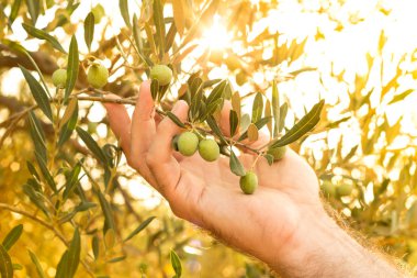 Çiftçinin elinde zeytin dalı - yakın. Tarım veya bahçe - ülke açık sahne, altın günbatımı ışık.