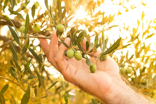 Olivová Větev Ruce Farmáře Zemědělská Nebo Zahradní Venkovní Scenérie Zlaté — Stock fotografie