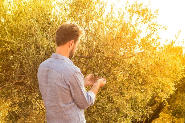 Agriculteur Jardinier Caucasien Contrôle Les Olives Sur Olivier Agriculture Jardinage — Photo