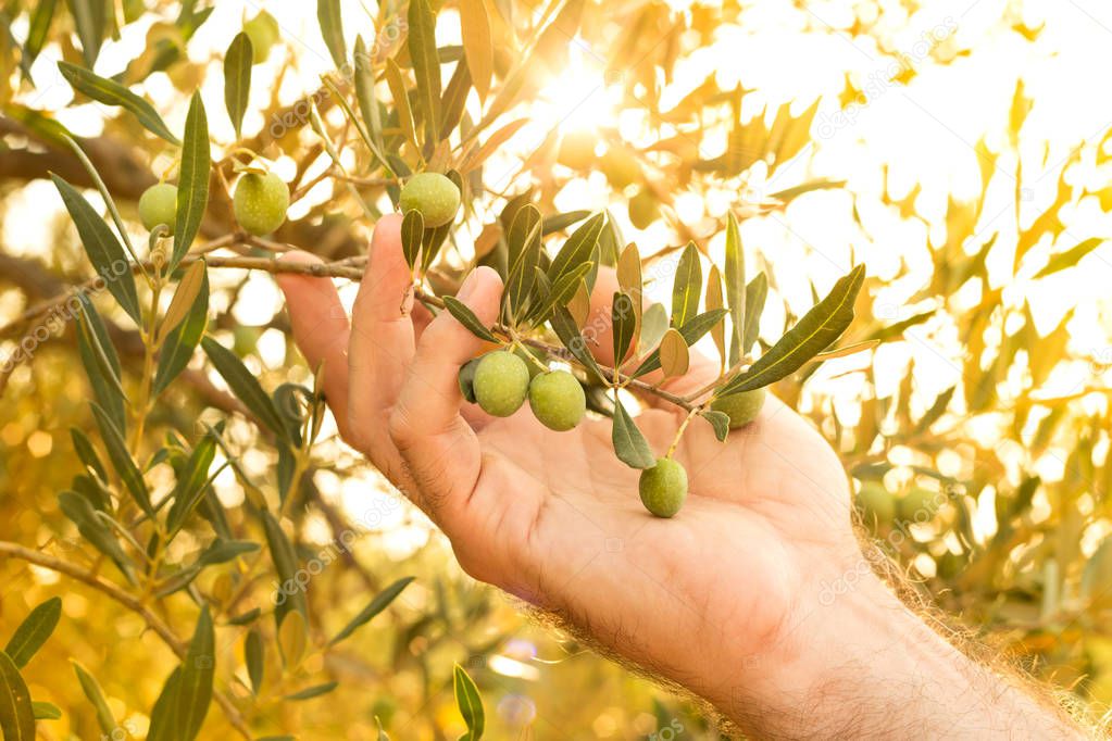 Olive branch in farmer's hand - close up. Agriculture or gardening - country outdoor scenery, gold sunset light.