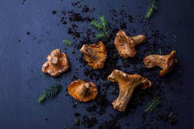 Chanterelle mantar üzerinde Moody koyu mavi arka plan