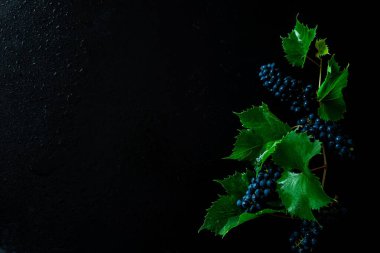 Siyah arka planda üzüm bitkisi - yapraklı üzümler