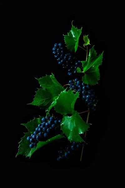 Weinrebe auf schwarzem Hintergrund - Trauben mit Blättern — Stockfoto