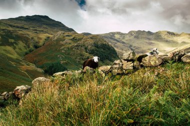 Lake District olarak Great Langdale görünümlerini manzaralar