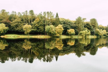 Woodland ağaçlar bir gölde yansıyan