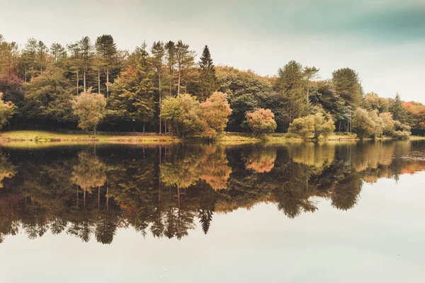Bäume Spiegeln Sich Auf Einem See — Stockfoto