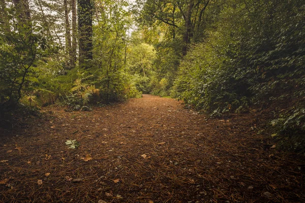 Arbres Feuilles Tombées Dans Les Bois Anglais — Photo