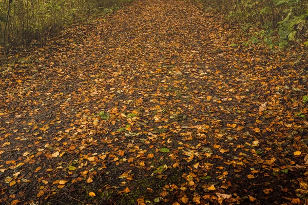 Trees and fallen leaves in English woodland