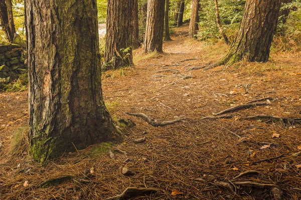 Arbres Feuilles Tombées Dans Les Bois Anglais — Photo