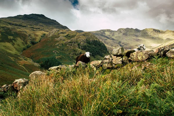 Landskap Utsikt Över Great Langdale Lake District — Stockfoto