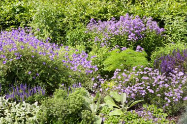 Regent Park Londra, İngiltere'de farklı mor çiçekler