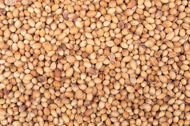 Arka plan kuru kişniş tohumu. Yukarıdan görüntülemek