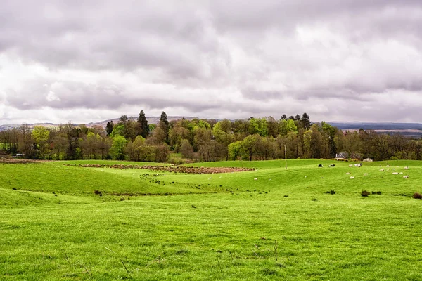 Campos Agrícolas Verdes Bajo Cielo Nublado Escocia Reino Unido Fotos de stock libres de derechos