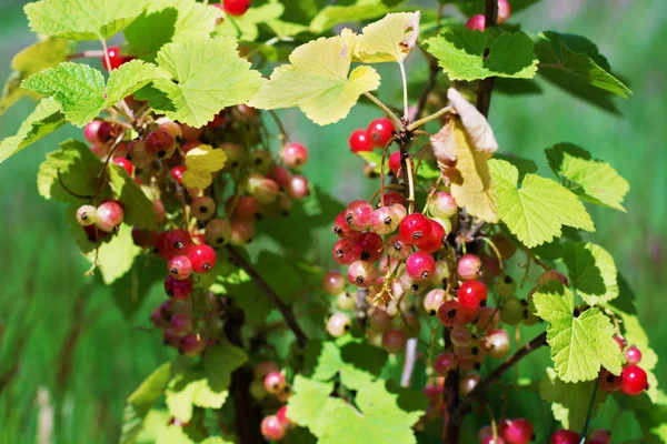 Bündel Reifender Roter Johannisbeeren Einem Strauch Selektiver Fokus — Stockfoto