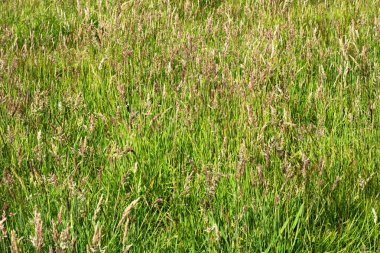 Uzun boylu yeşil çim arka plan. Seçici odak 