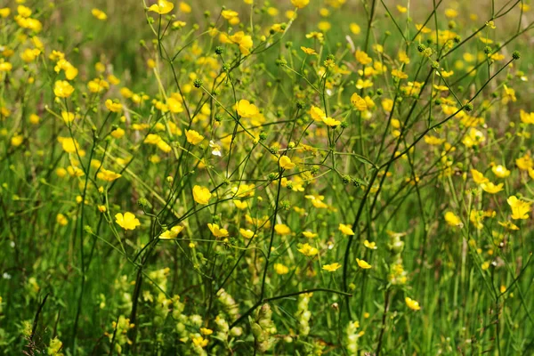 Zářivě Žlutý Pryskyřník Květiny Vysoké Trávy — Stock fotografie