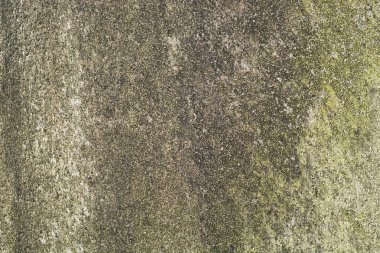 Grunge eski taş yüzeyi yeşil liken yamalari ile