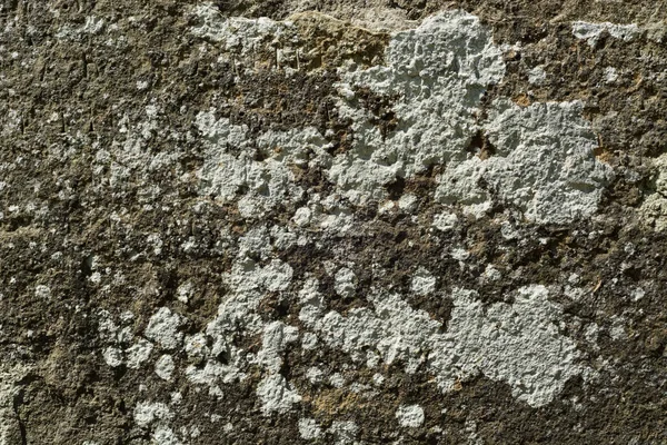 Dark old stone surface covered with patches of white lichen, hardly readable engraved Latin letters