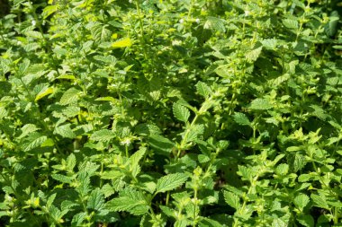 Yeşil nane bitkileri arka plan. Seçici odaklama