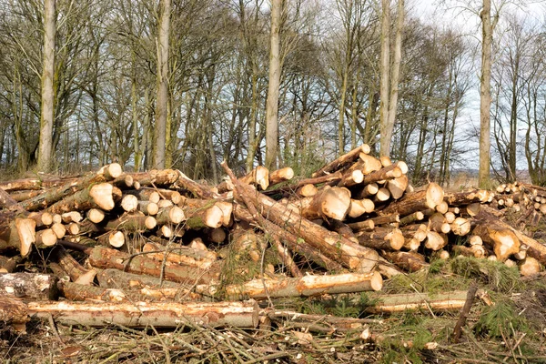 Forestry work at Loch Leven, Scotland — Stock Photo, Image