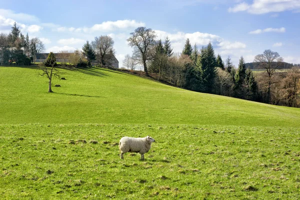 Skotská zemědělská půda na jaře, na pastvinách a v ovce — Stock fotografie