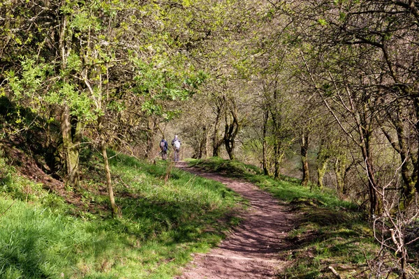 Wanderweg im Wald von New Lanark, Schottland, Großbritannien. Zwei Führungen — Stockfoto