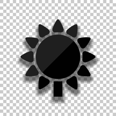 Ayçiçeği, bitki. Doğa simgesi. Saydam arka plan üzerinde yumuşak gölgeli siyah cam kutsal kişilerin resmi