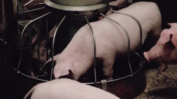 Little pigs for rearing isolated, eat from the trough — Stock Footage Little pigs for rearing isolated, eat from the trough Stock Video