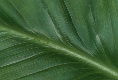 Bitkisel arka plan, büyük, güzel yeşil yaprak damarlar ile.
